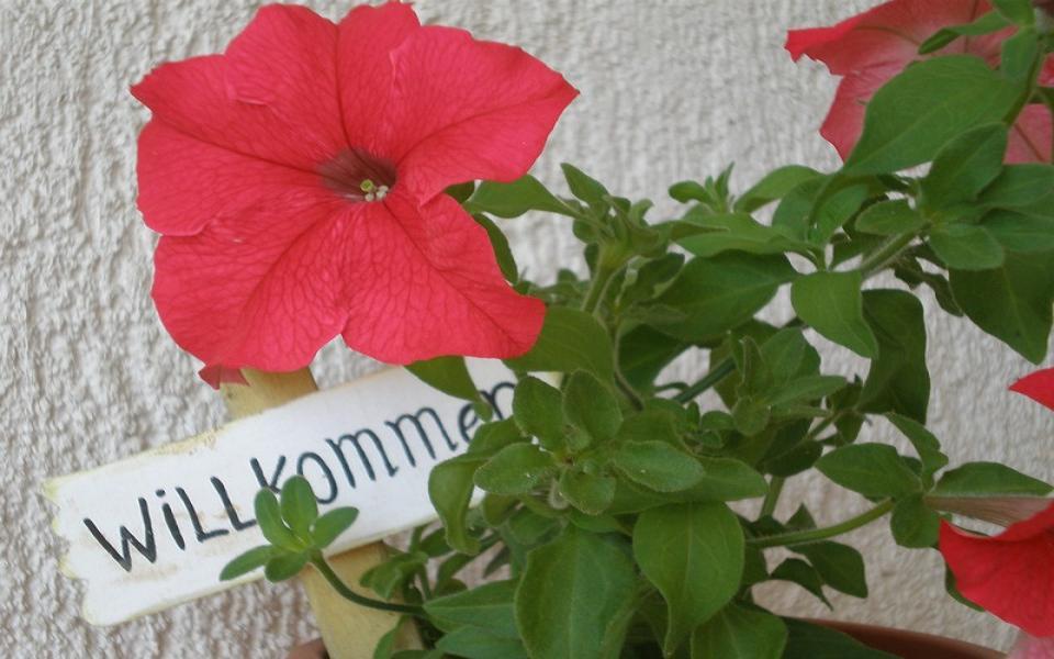 Appartement Hajl Krk Town